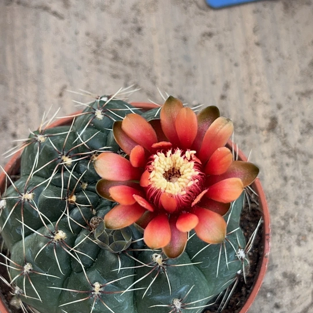 花***乾实生绯花玉仙人球1