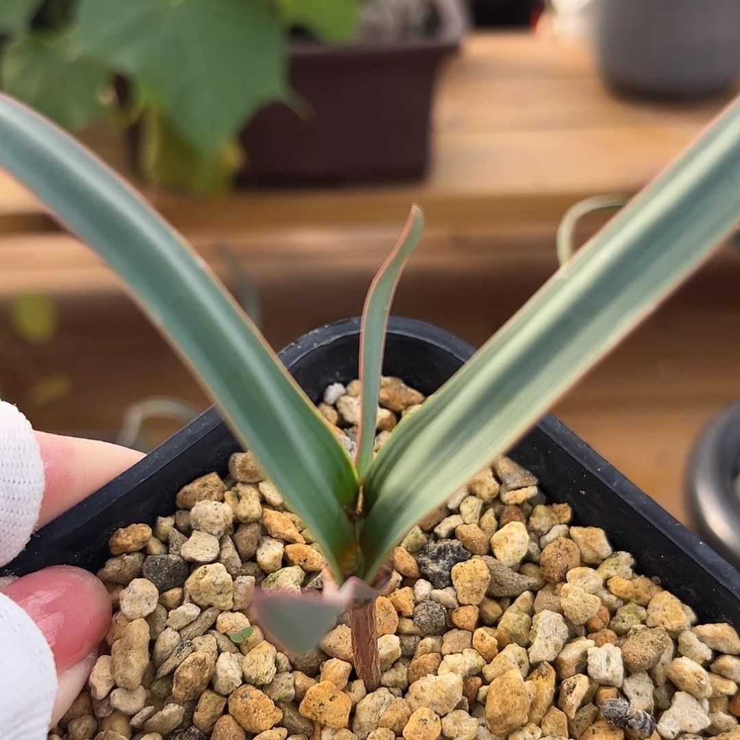 汤圆植物3百岁兰哈