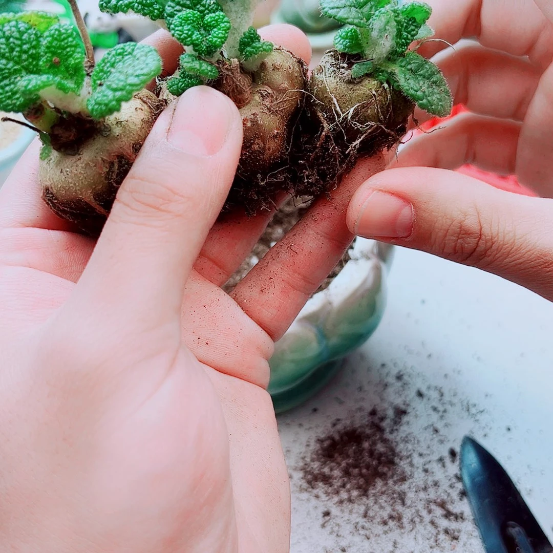 断崖王子多肉植物一颗
