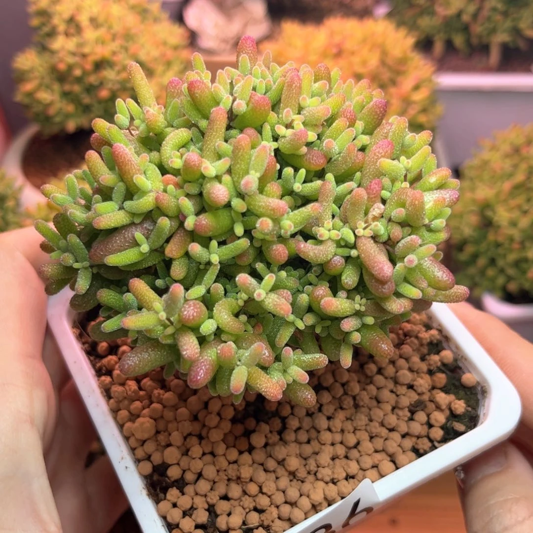 086蜜桔可爱多肉植物