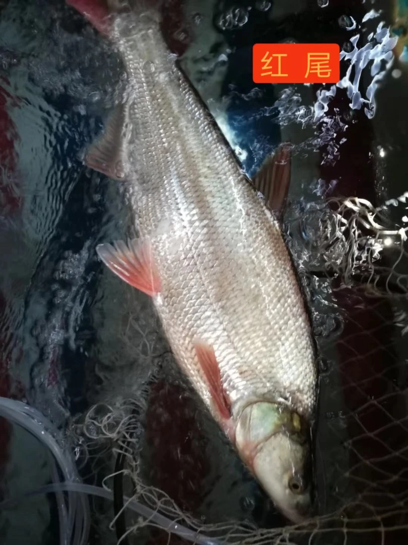 黑龙江冷水鱼乌苏里江源头红尾鱼