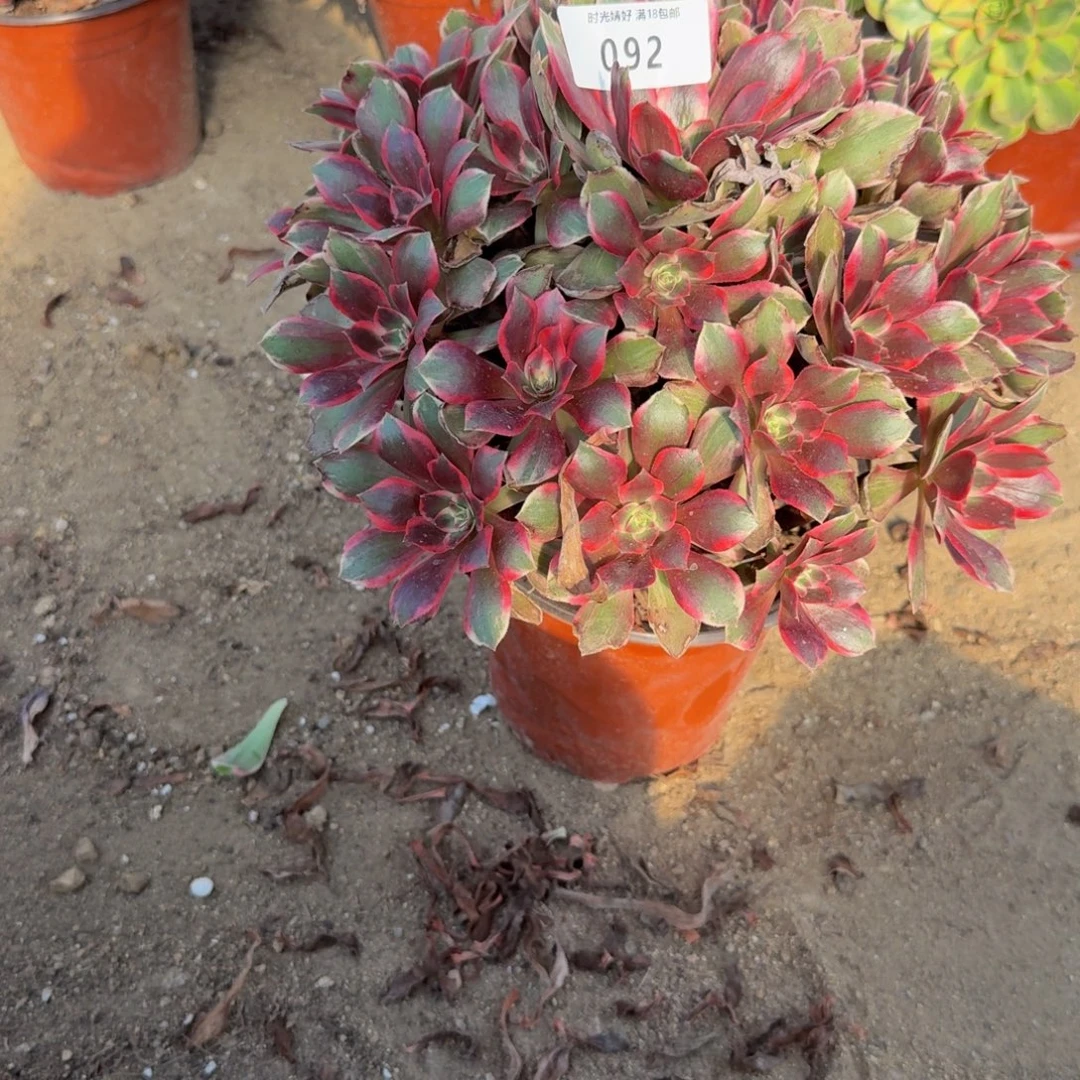 091浣纱。多肉植物