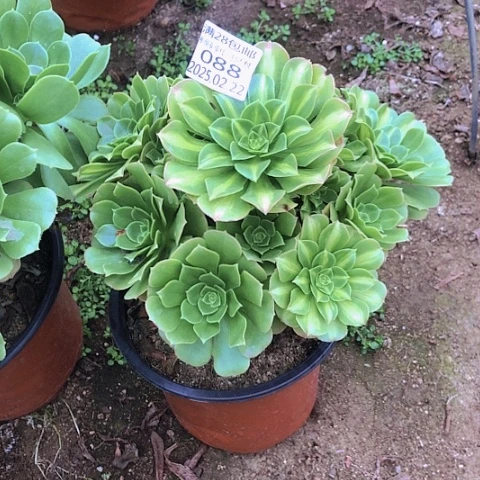 22-88翡翠琉璃多肉植物