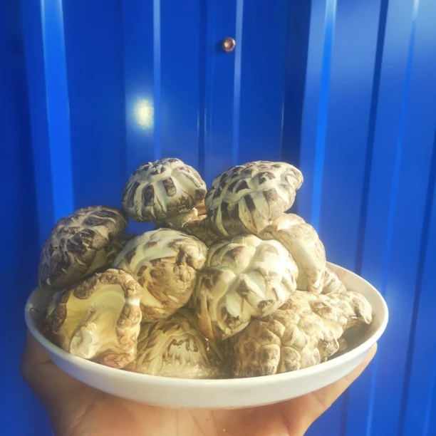 随州花菇冬花菇椴木香菇菌菇类蘑菇冬菇香茹