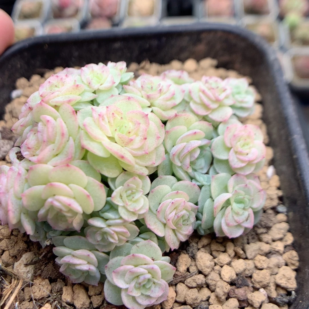 Q125新品优选编号小脸朵朵群