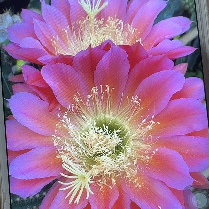 飞碟侧芽5公分左右毛花柱(20包邮)