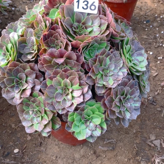无花朵136多肉植物花月夜