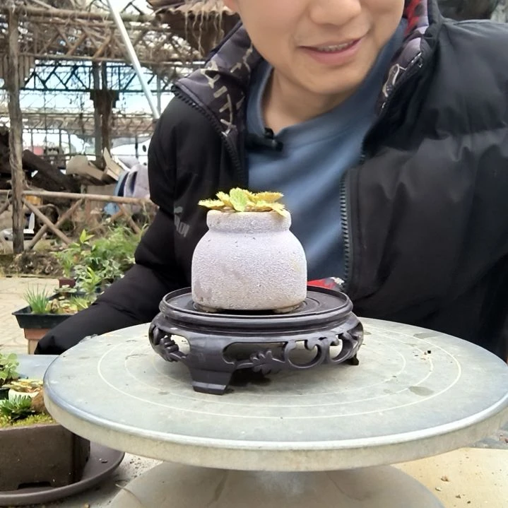 渣**后小盆景小植物一物一拍17