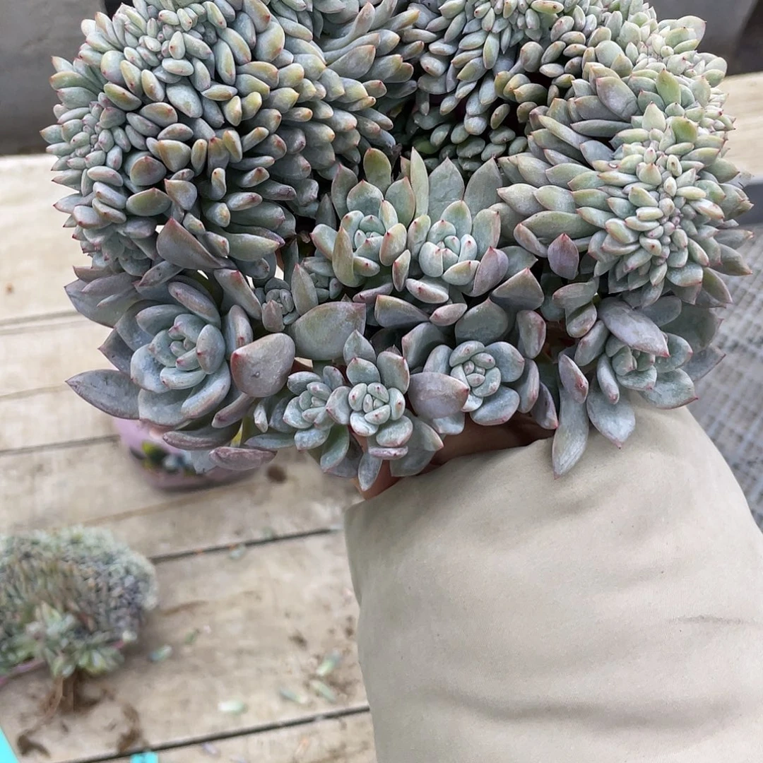 瑕疵多肉星影小树，介意慎拍