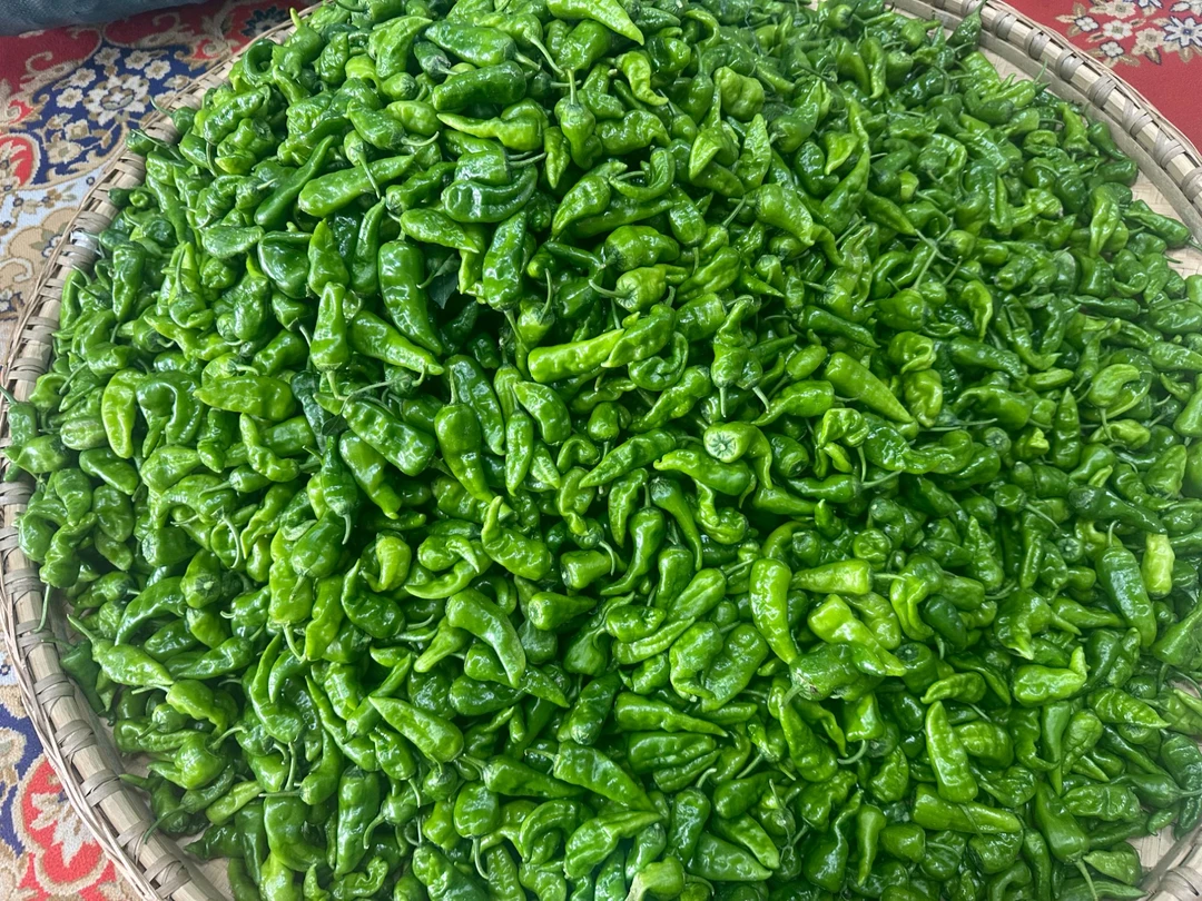 新鲜现摘余干辣椒薄皮中辣小皱皮辣椒农家自种