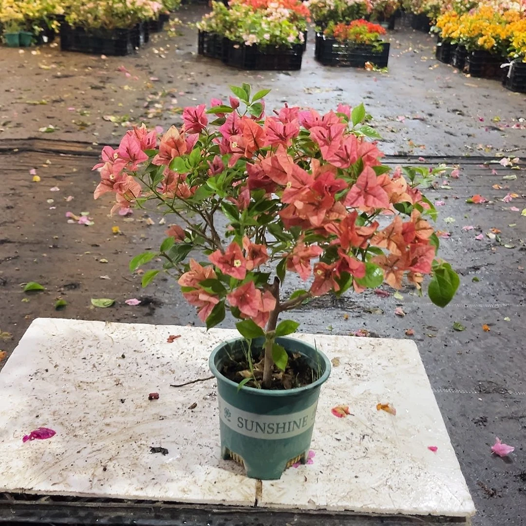 大部分花苞少量开放酒红掌中宝一颗