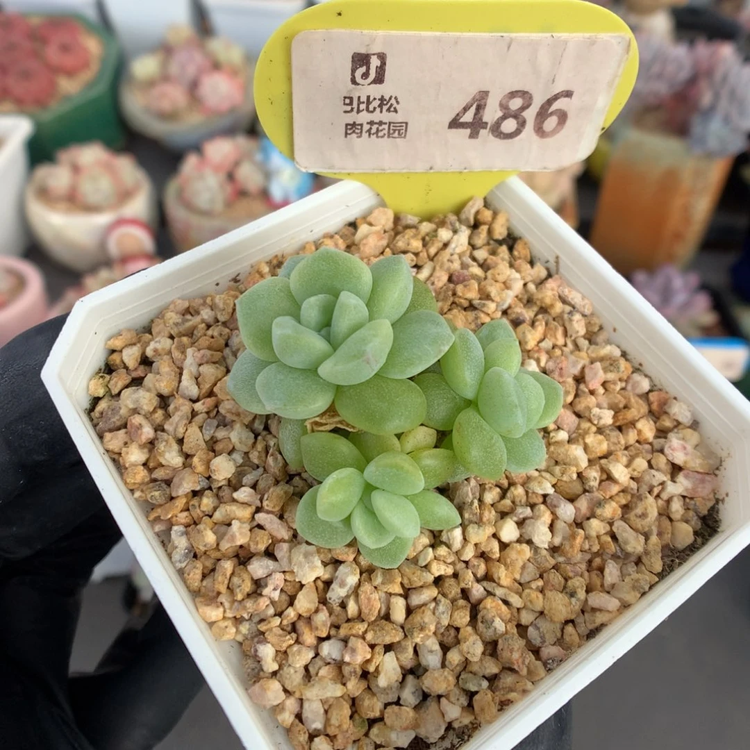 486 翡翠绿冰玉石化