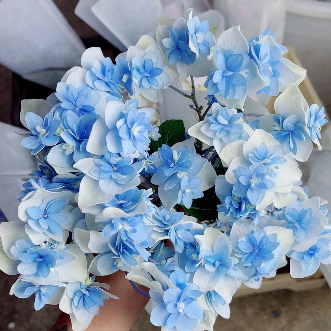 江***子完全开放稀有绣球花194