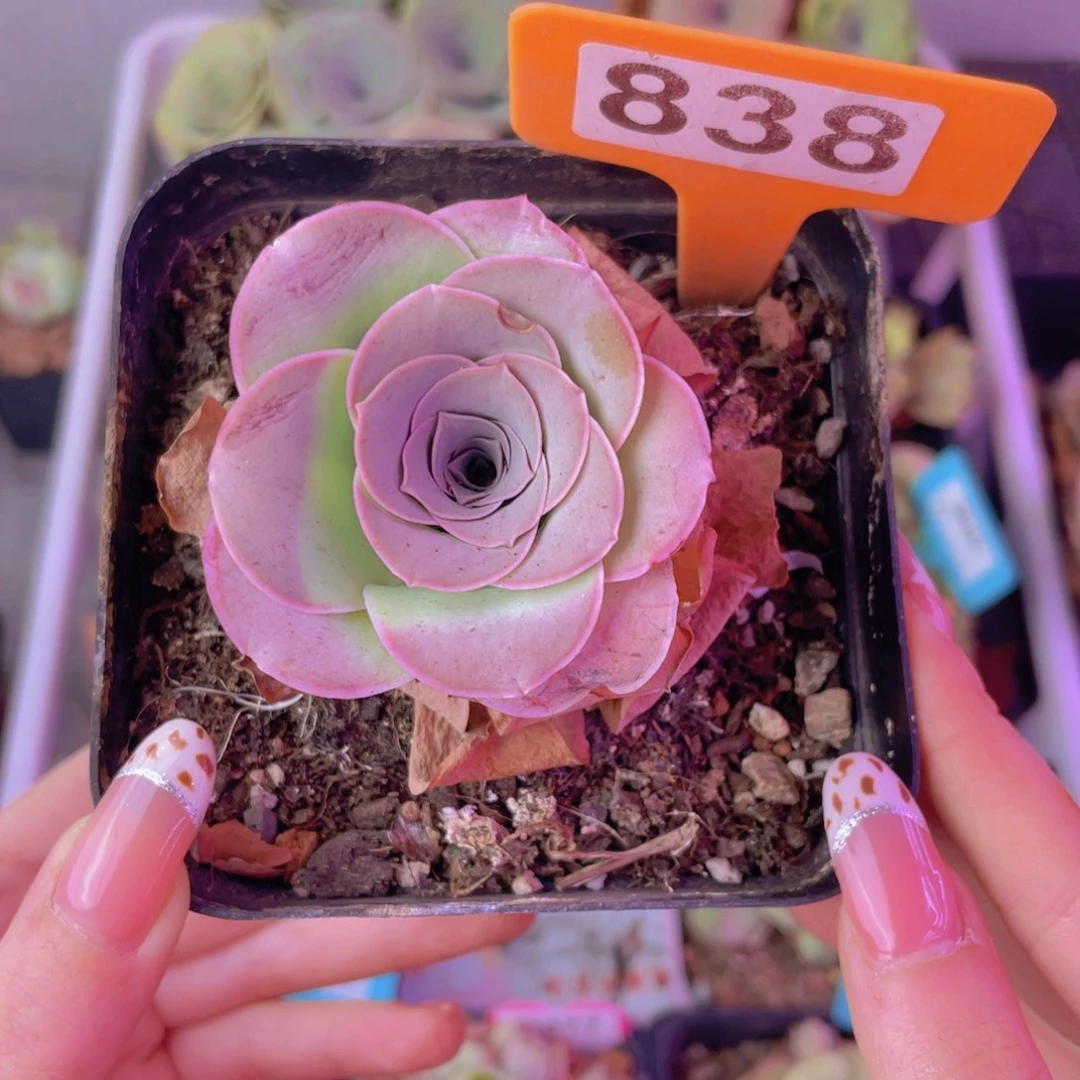 单品一物一拍838号山地玫瑰