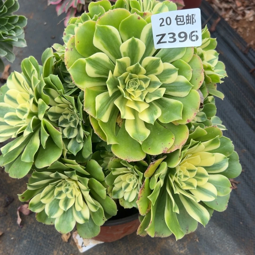 396新尼亚，满20包邮嘟叮熊