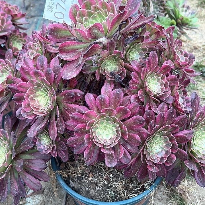 0740维纳斯多肉植物