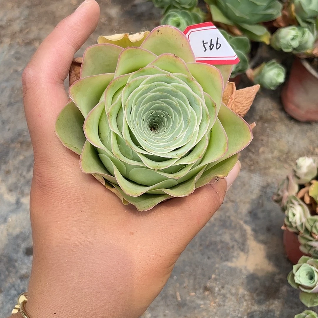 牵***笑山地玫瑰单头 566