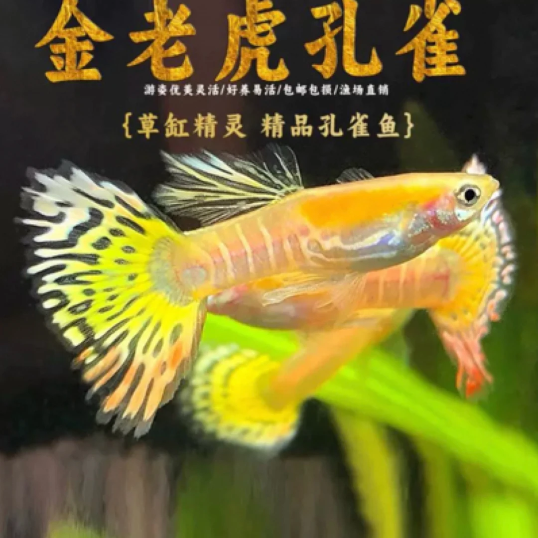 黄金老虎观赏孔雀鱼