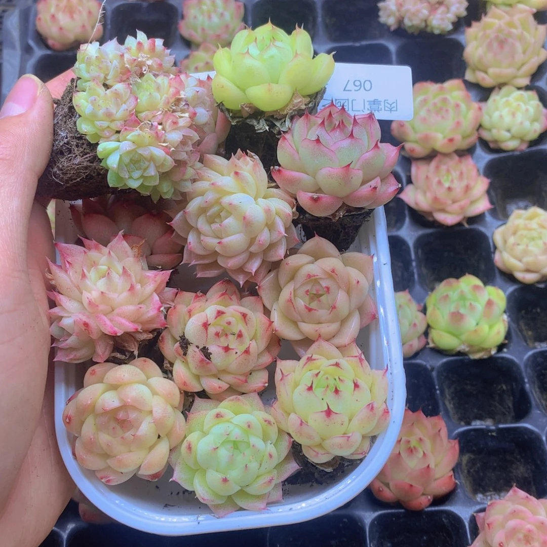 我要去看你了啊我067