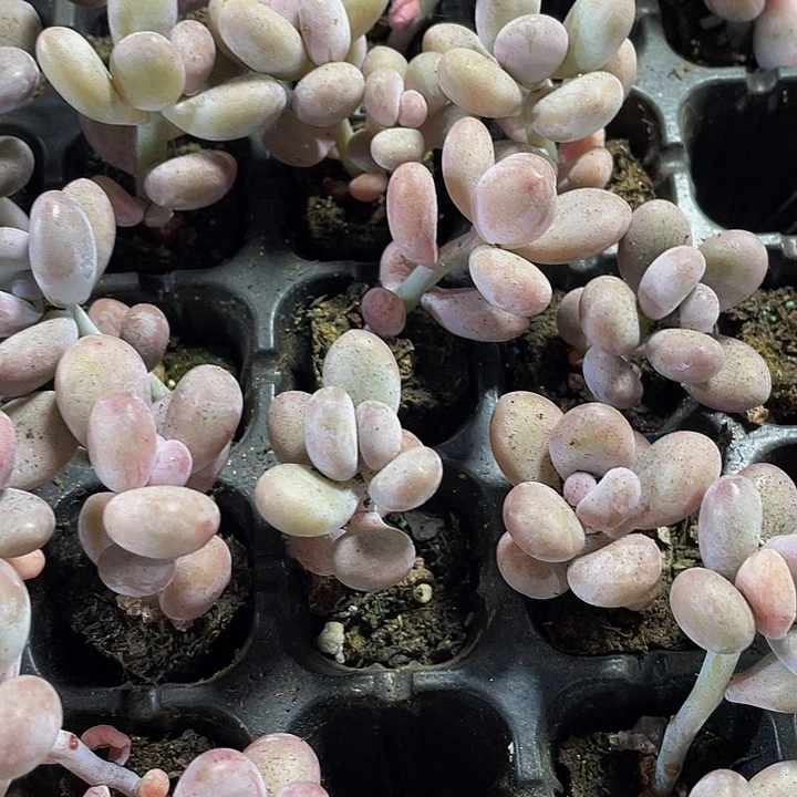 小奶酪1元带土发货