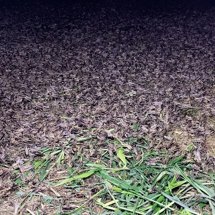 非***哥1食用农产品安徽省