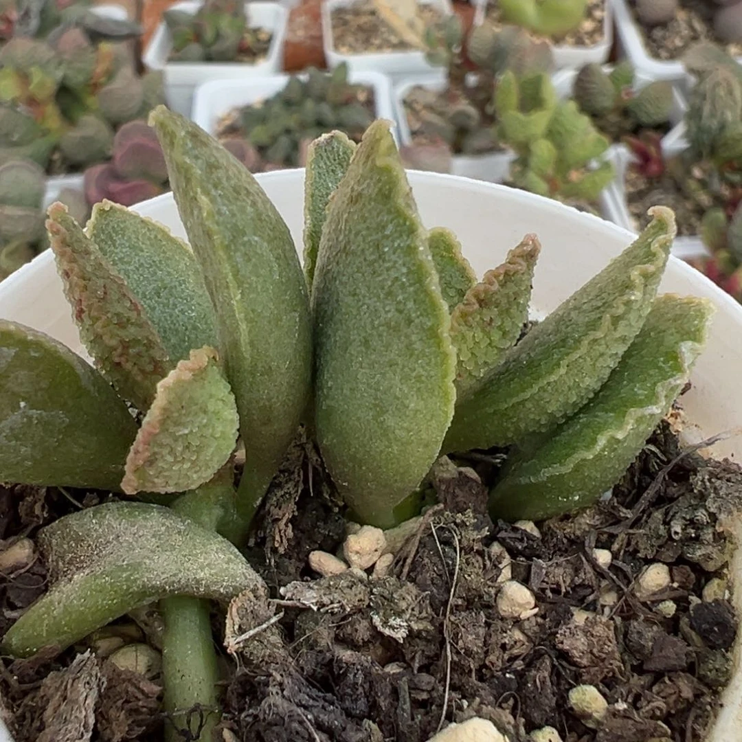 爱丽丝多肉植物水泡多肉植物