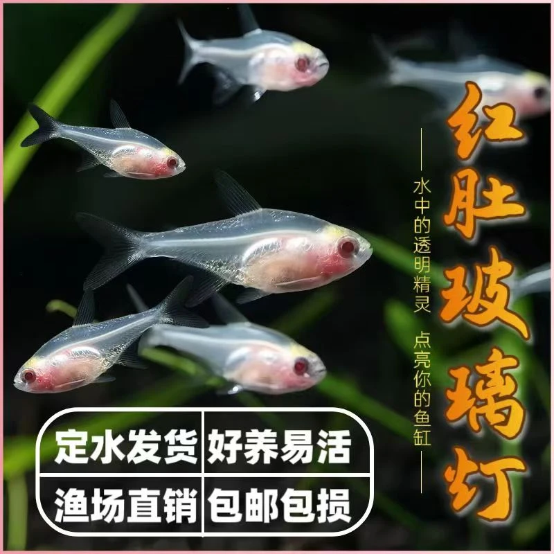红肚玻璃鱼淡水热带小型灯科鱼草缸群游活体金丝小型观赏鱼