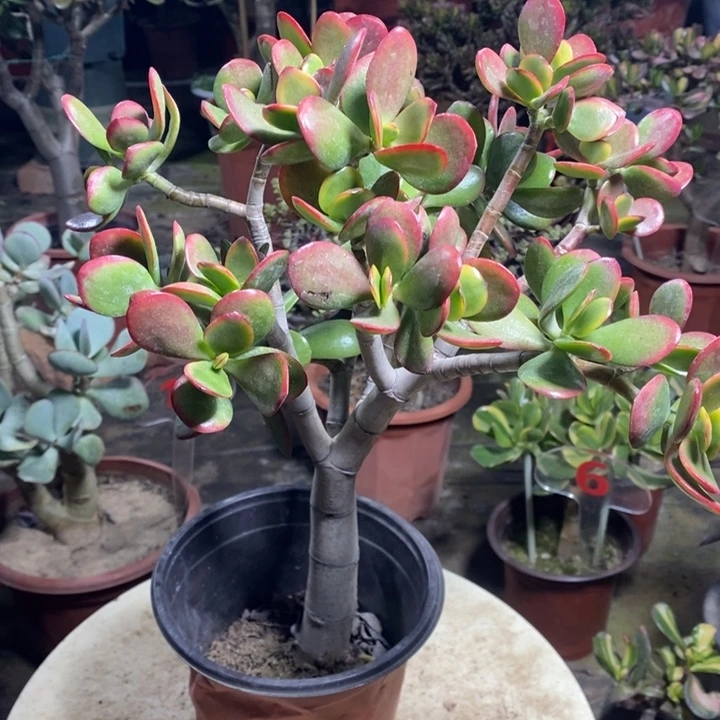 枫***林黄金花月一物一拍