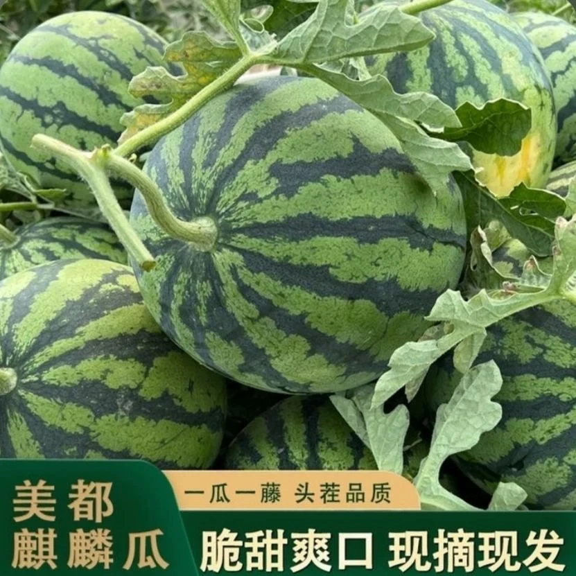 【精品头茬】现摘有籽西瓜8424美都麒麟西瓜农家自种皮薄多汁4-5斤