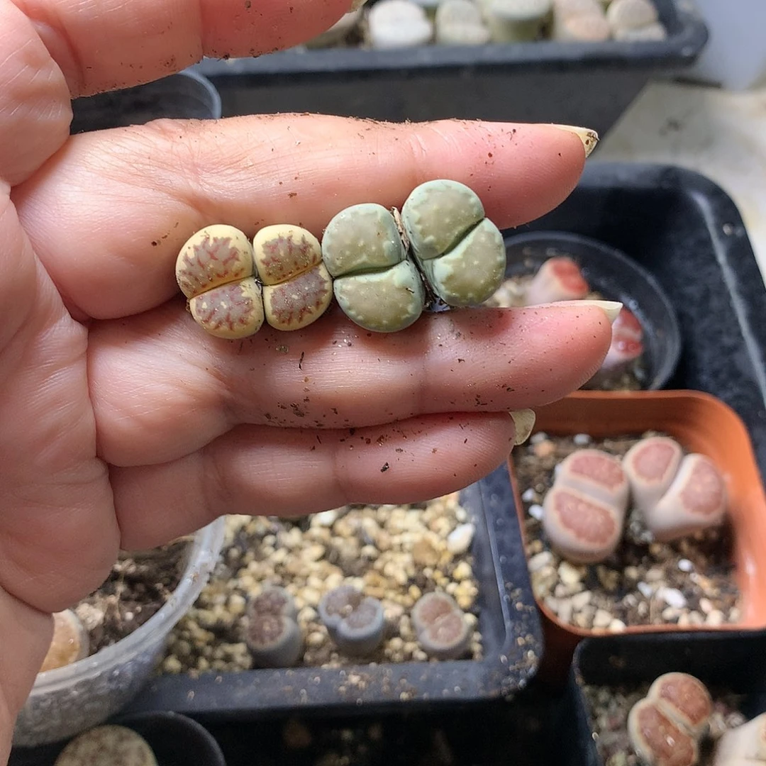 H471多肉植物保护研究所
