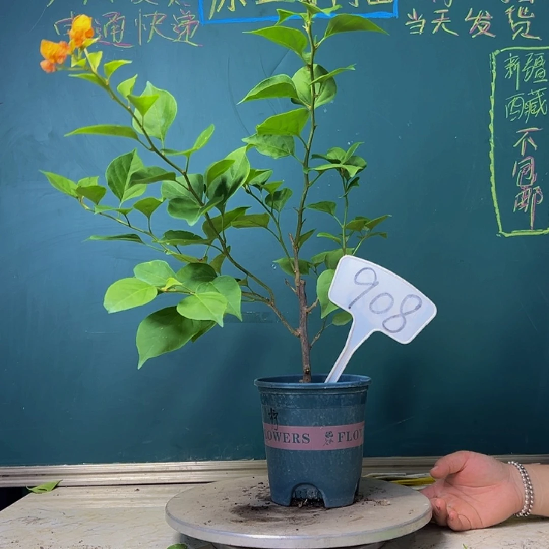 当前无花栽培后可以开花柠檬黄 908