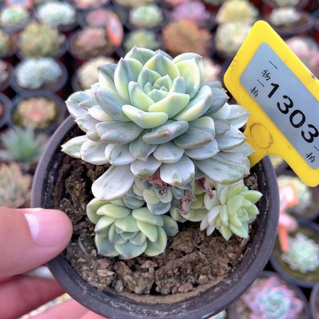 粉布偶锦1303号多肉