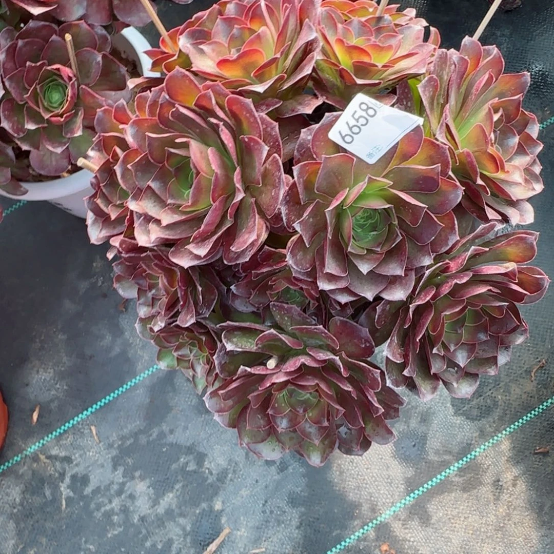 ?****）6658魅金多肉多肉