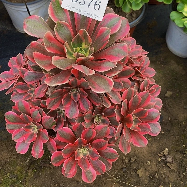 376粉桃妖多肉法师锦