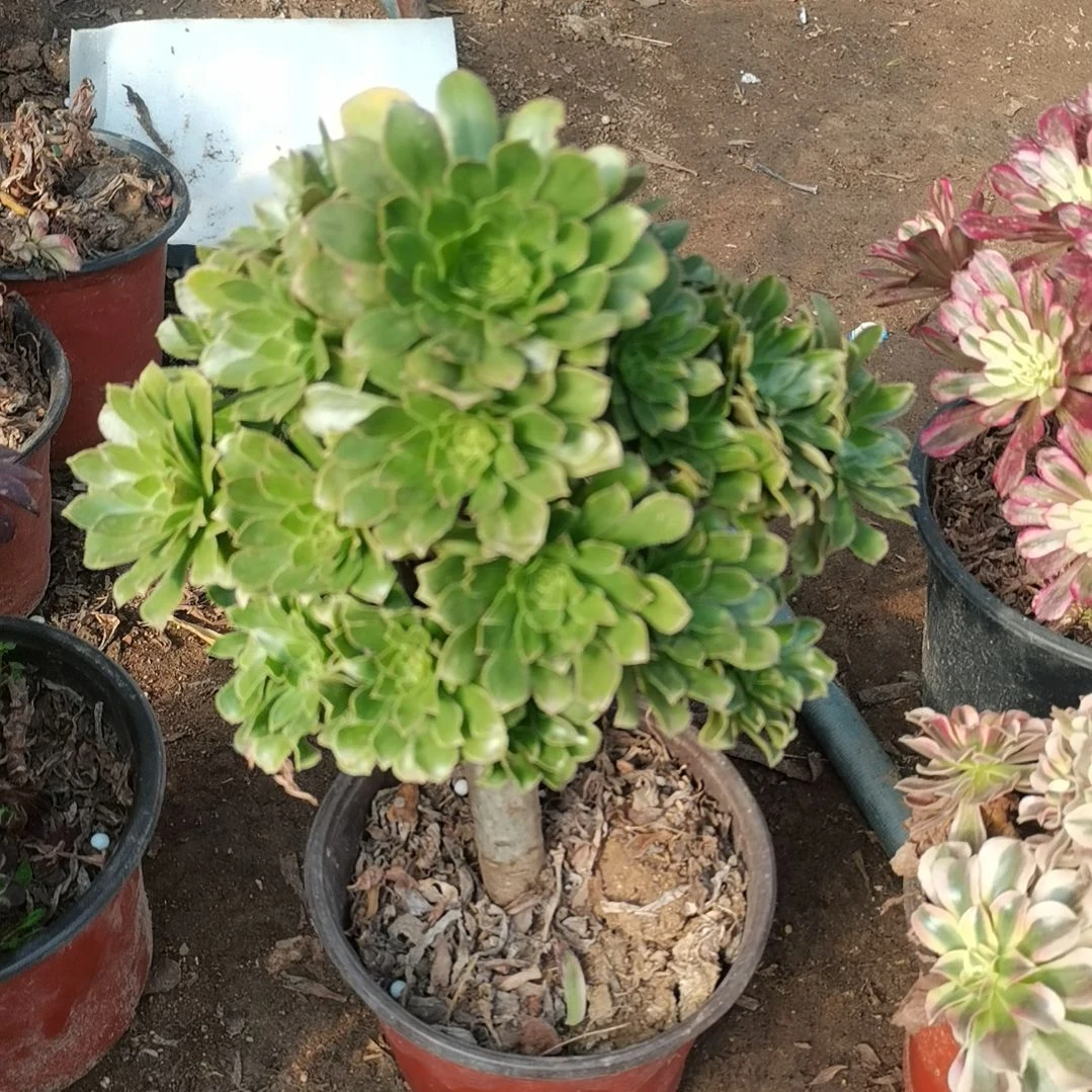 原始绿法师多肉法师44