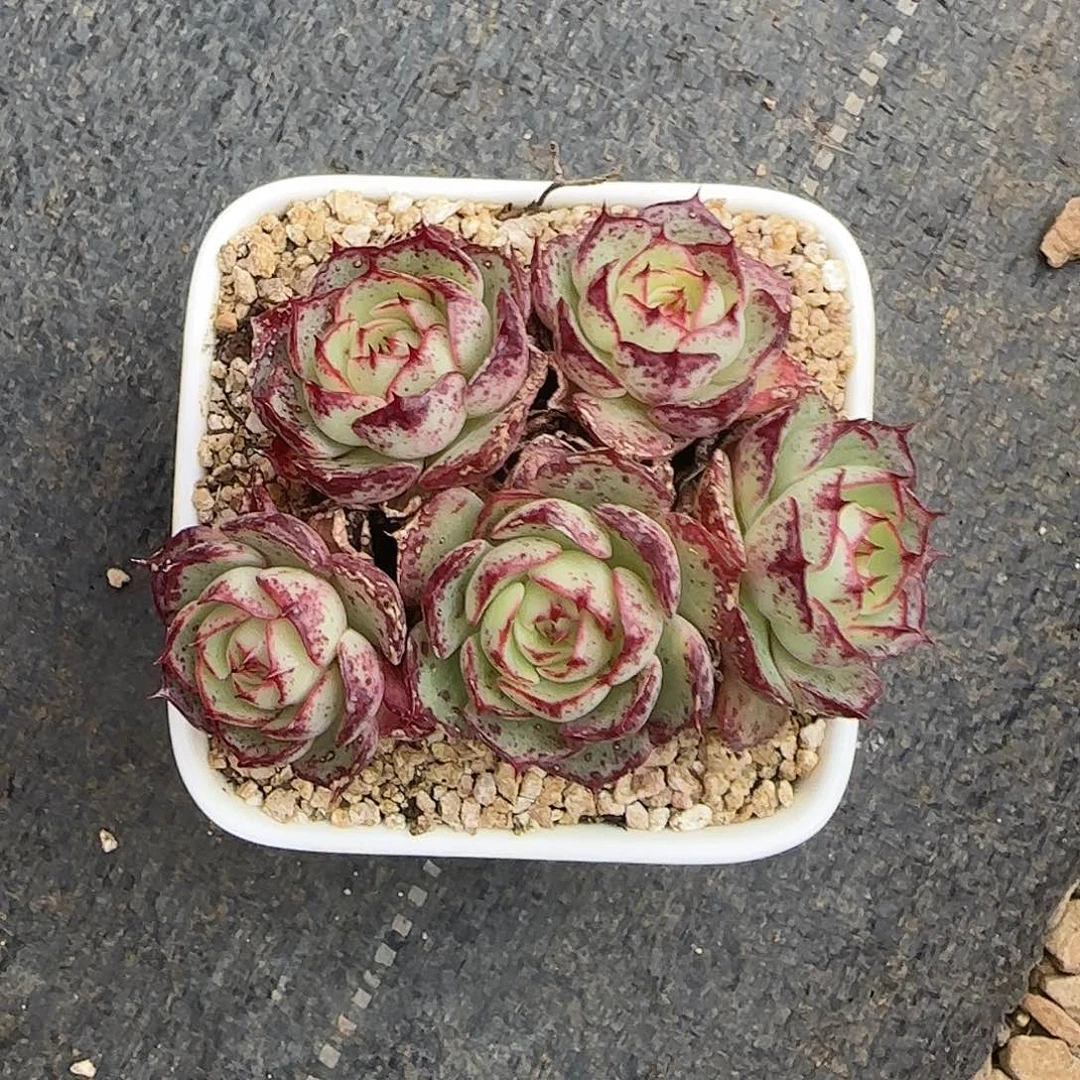 一***只沙罗姬不带盆土发货