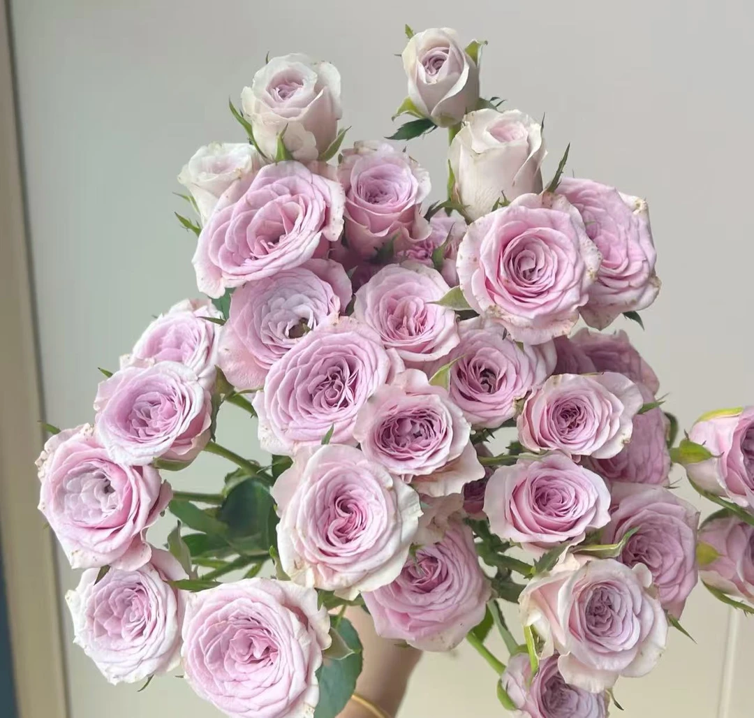 【莱拉多头玫瑰】顺丰包邮