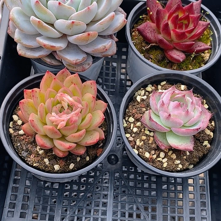 21 多肉植物盆栽花卉植物