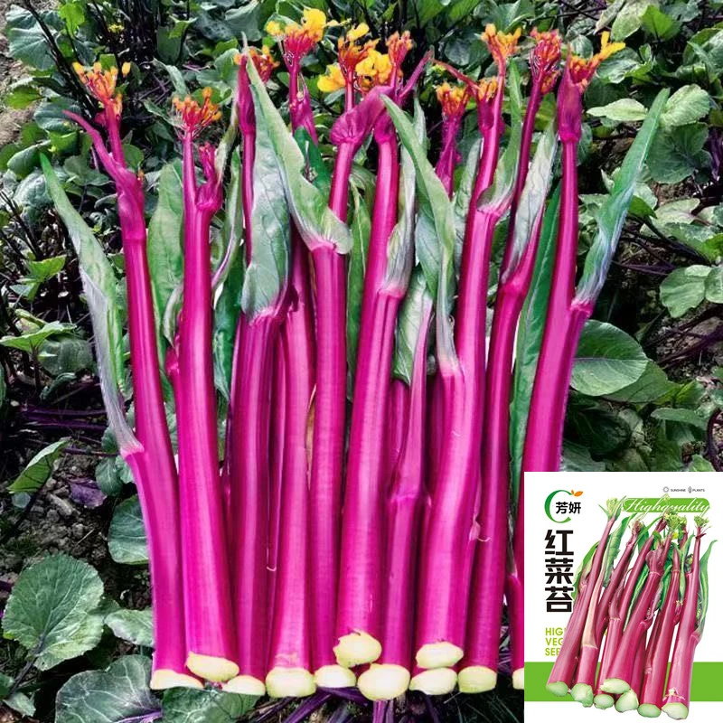【满5元包邮】四季种植蔬菜种子红菜苔菜心籽种田园种植高产品种