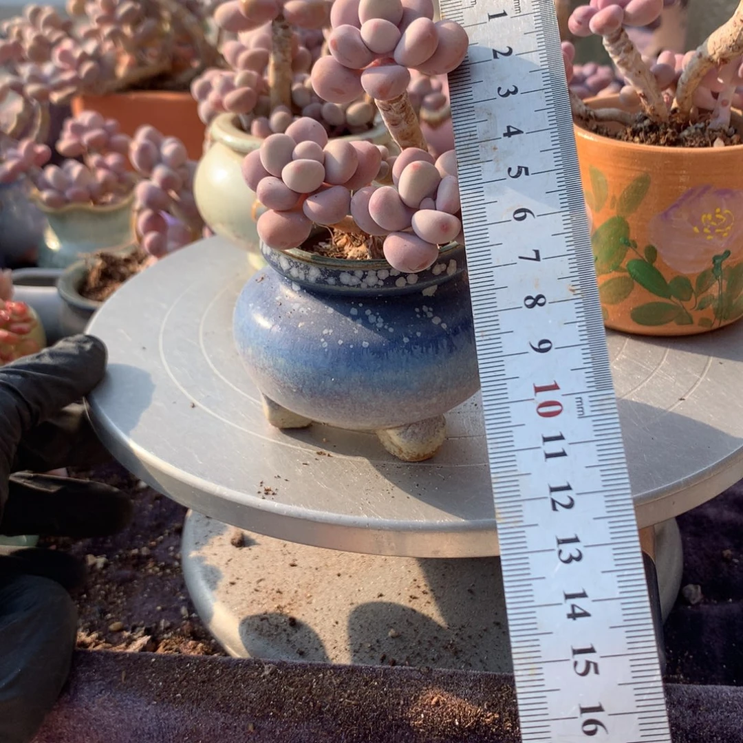 80号桃蛋带盆偏远地区不包邮的