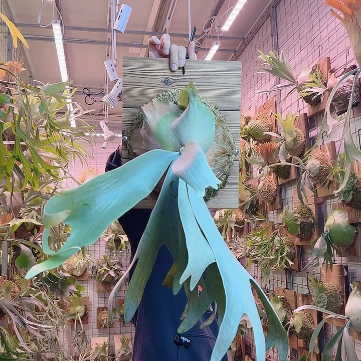 无花朵安爪a44。