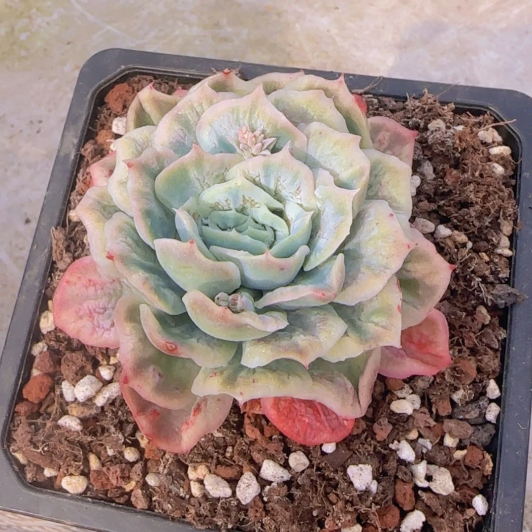 【闪购商品】泡泡纱裙