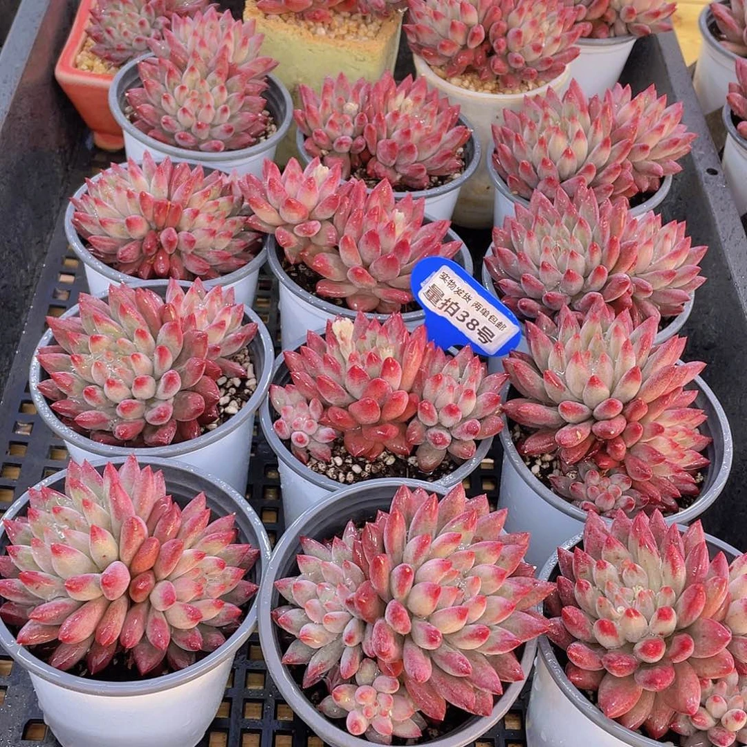 量拍38号 如烟美人大双头一个