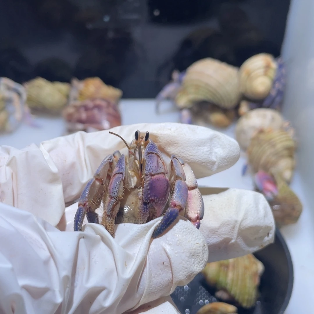 K15 momo专拍紫陆2.1口粉蓝色