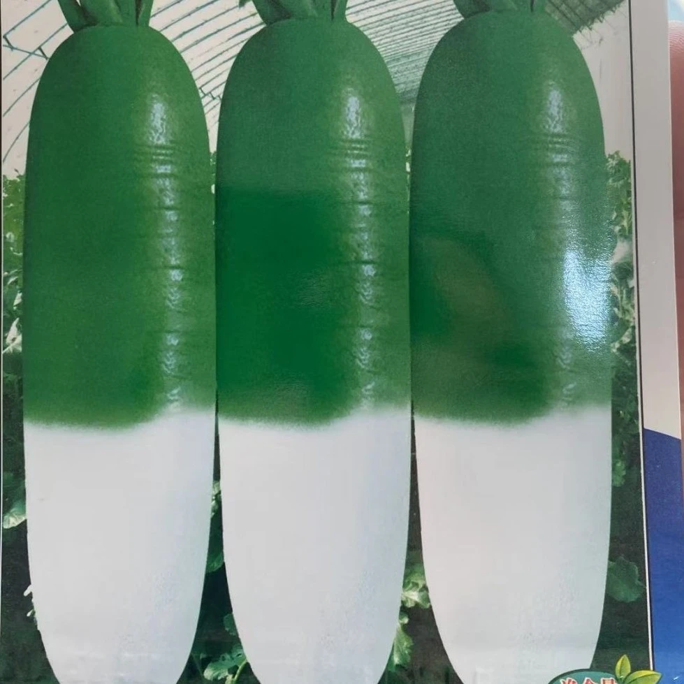 热萝卜种子春天种植