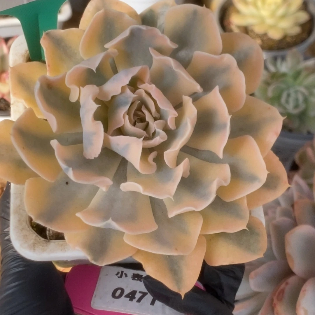 641利比里亚锦锦锦锦锦锦