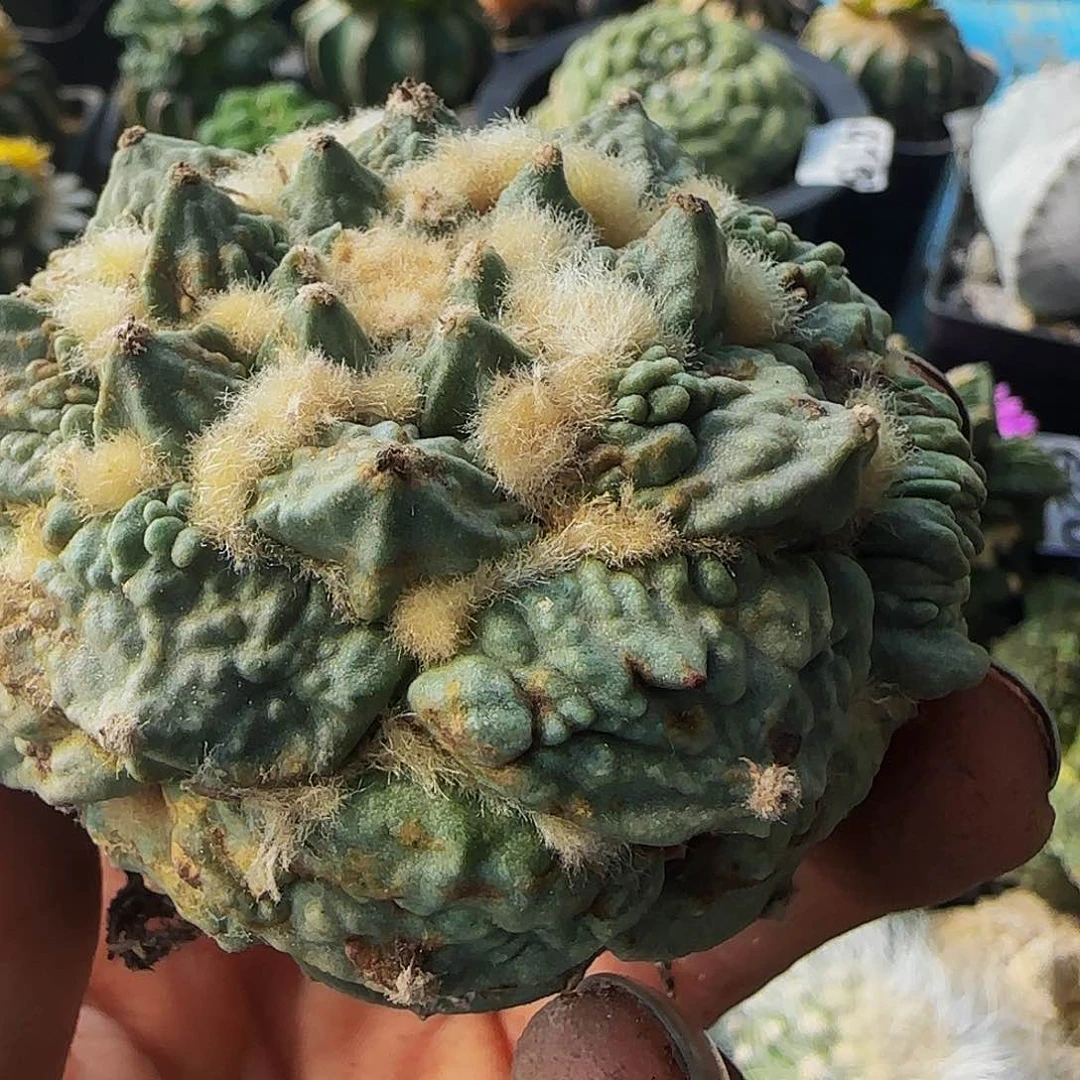 怒涛142仙人球开花