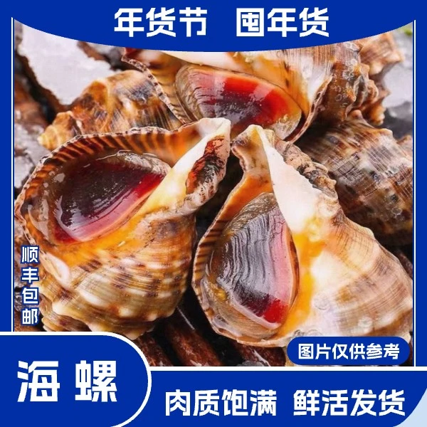 5斤东港海螺（3-4头/斤） 顺丰冷链 紫色粘液属正常现象