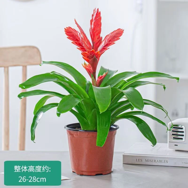 招财手红玉扇鸿运当头盆栽绿植花卉植物室内花客厅吸甲醛净化空气