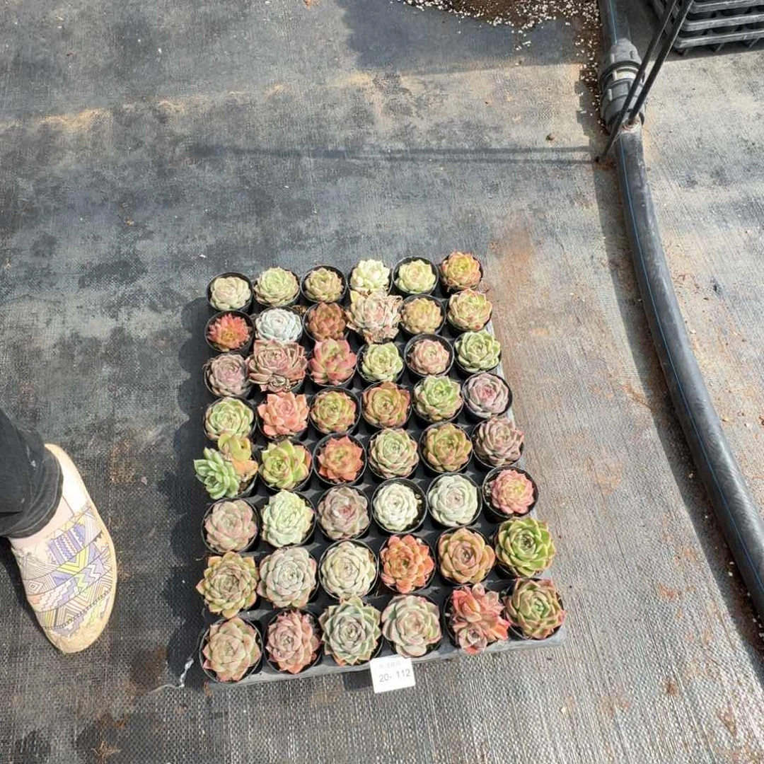 麦秆绿菜一刻筐量拍20-112